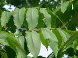 Fraxinus mandshurica. Листья. Приморский край, г. Владивосток, Фрунзенский р-н, высокий берег Амурского залива. 04.08.2016.