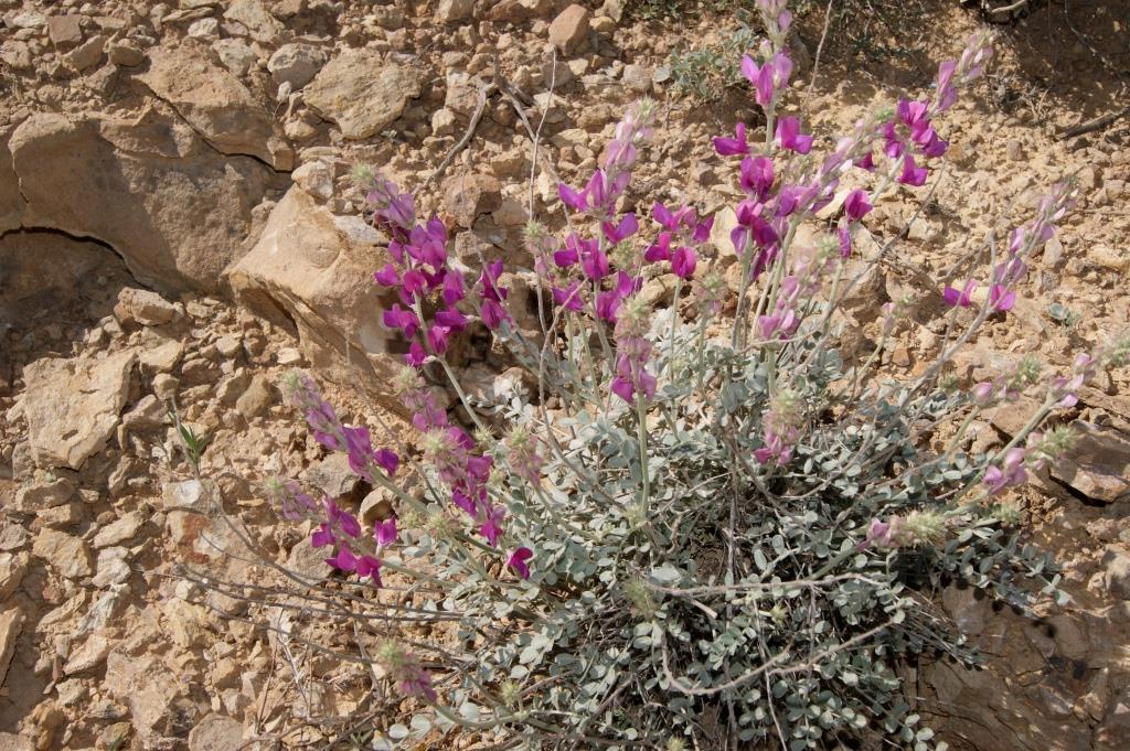 Image of Hedysarum atropatanum specimen.