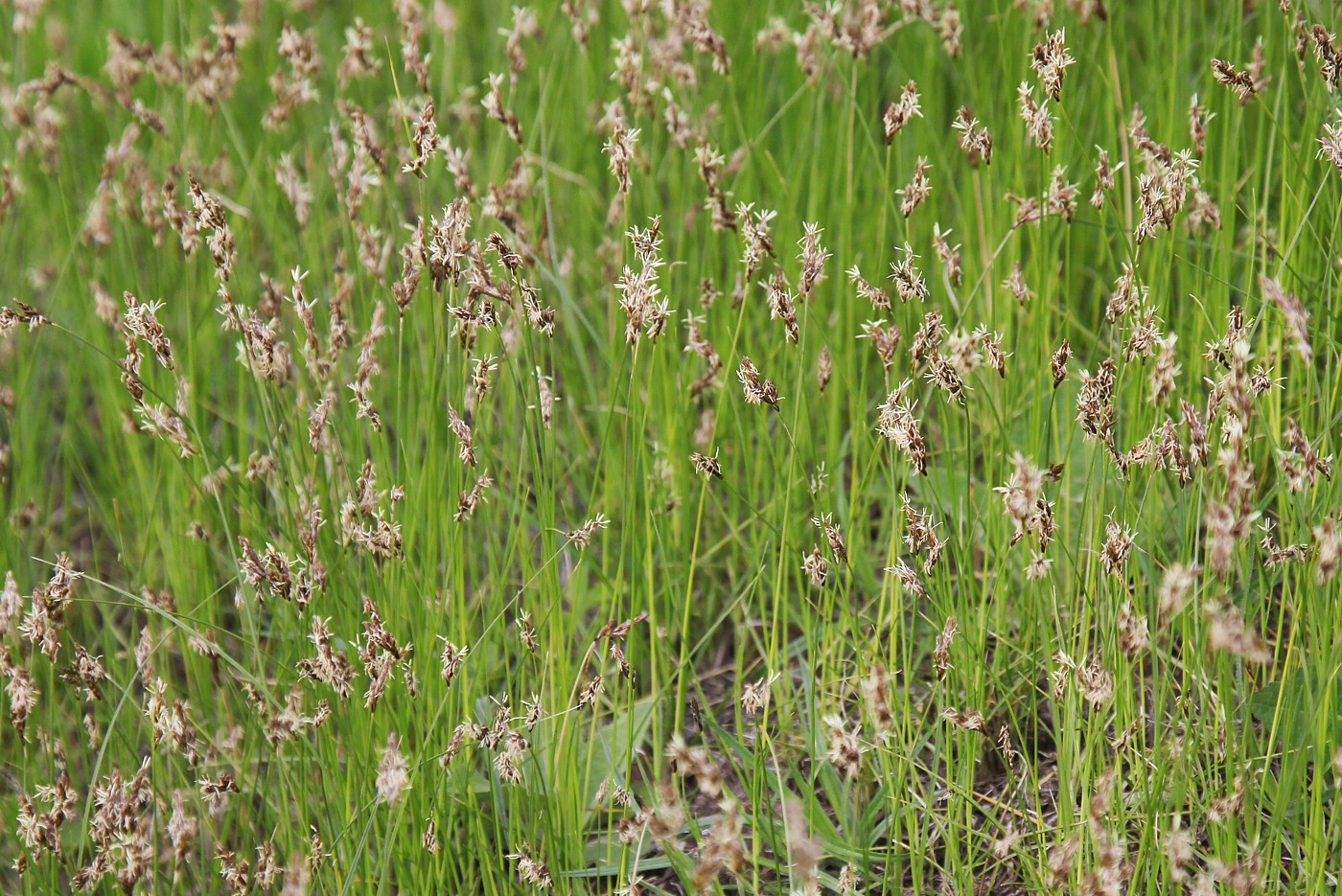Image of Carex praecox specimen.
