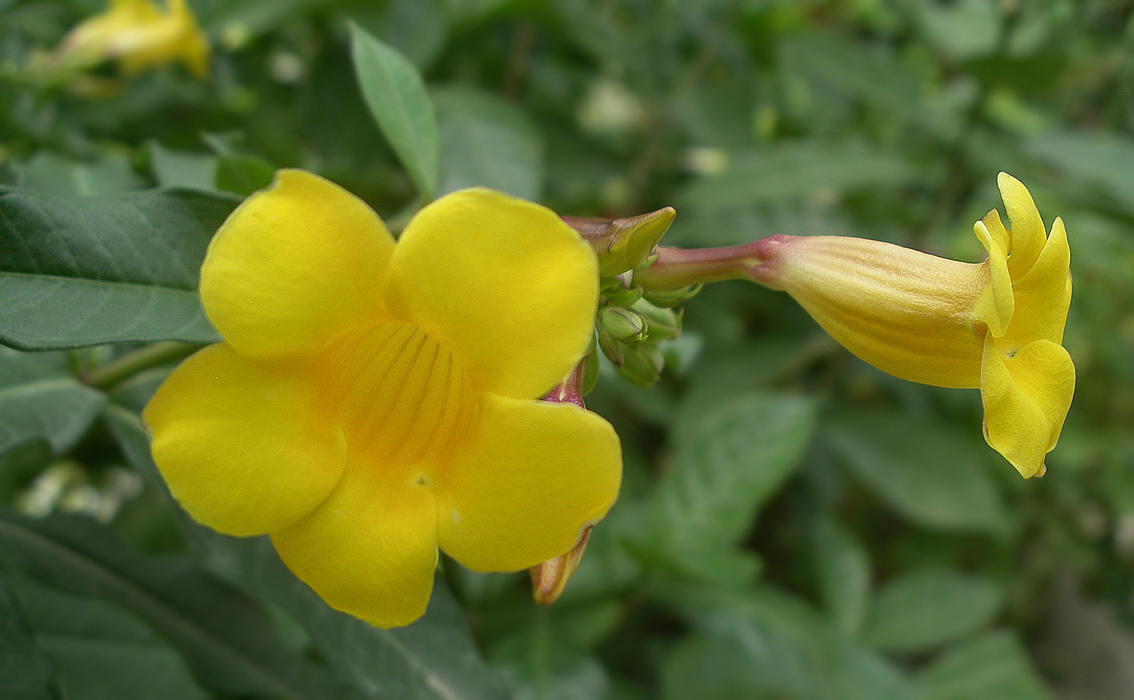 Изображение особи Allamanda schottii.