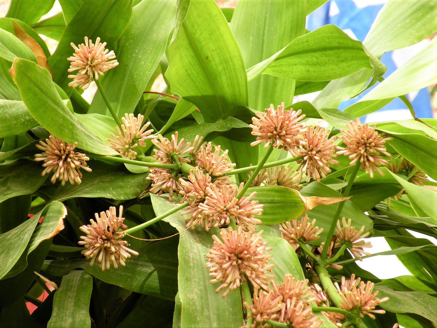 Image of Dracaena fragrans specimen.