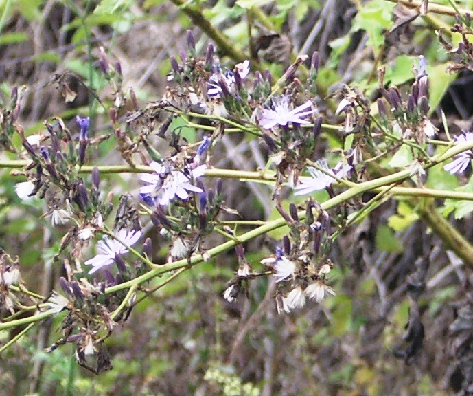 Image of Cicerbita prenanthoides specimen.
