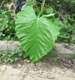 Alocasia macrorrhizos. Лист. Таиланд, о-в Пхукет, курорт Ката, край леса у дороги вдоль канала. 11.01.2017.