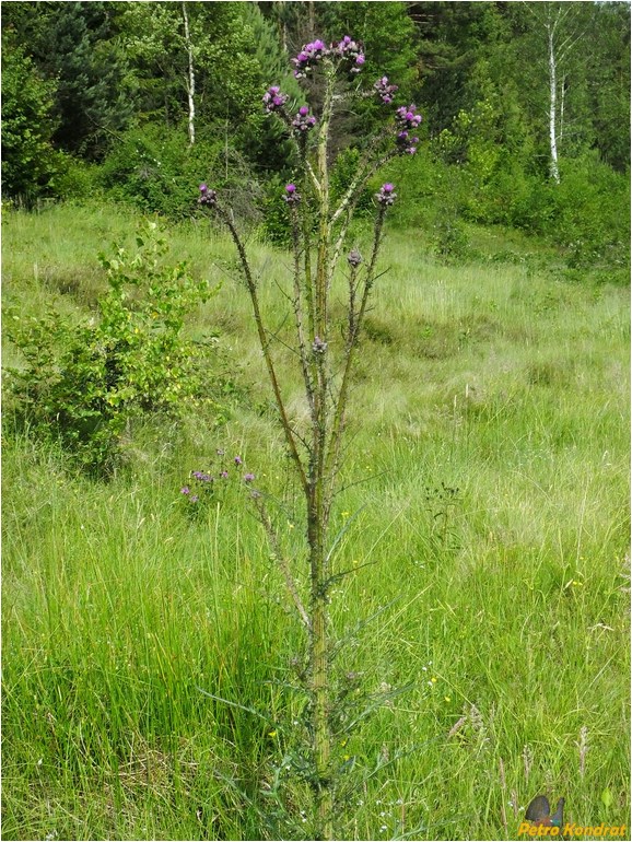 Изображение особи Cirsium palustre.