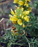 Pedicularis flava