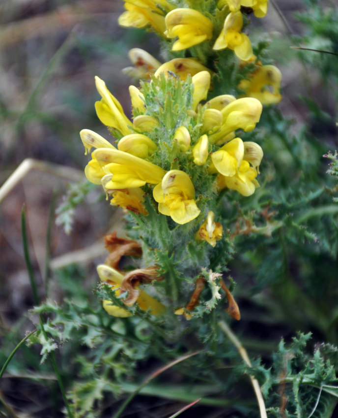 Изображение особи Pedicularis flava.