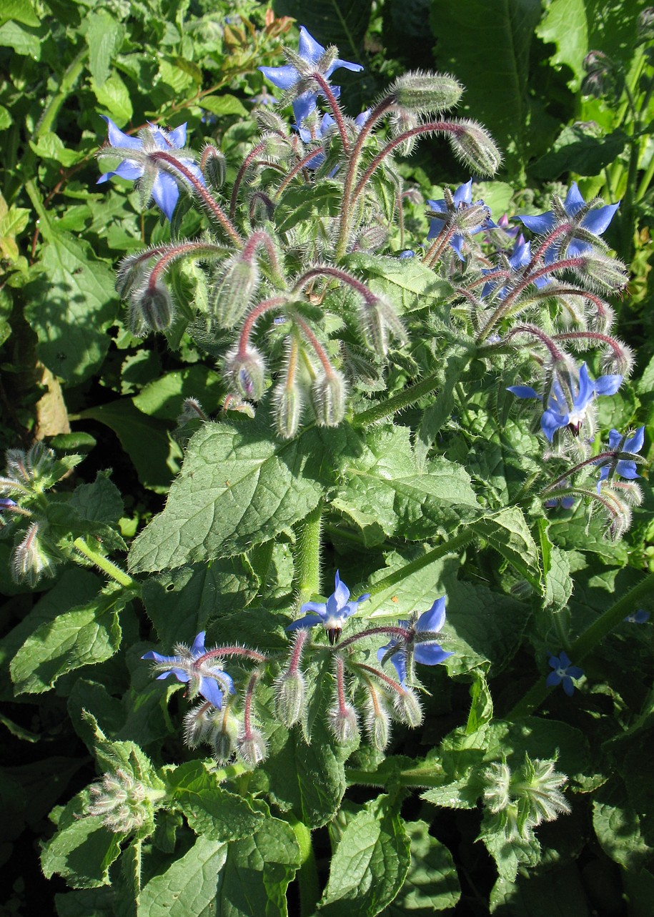 Изображение особи Borago officinalis.