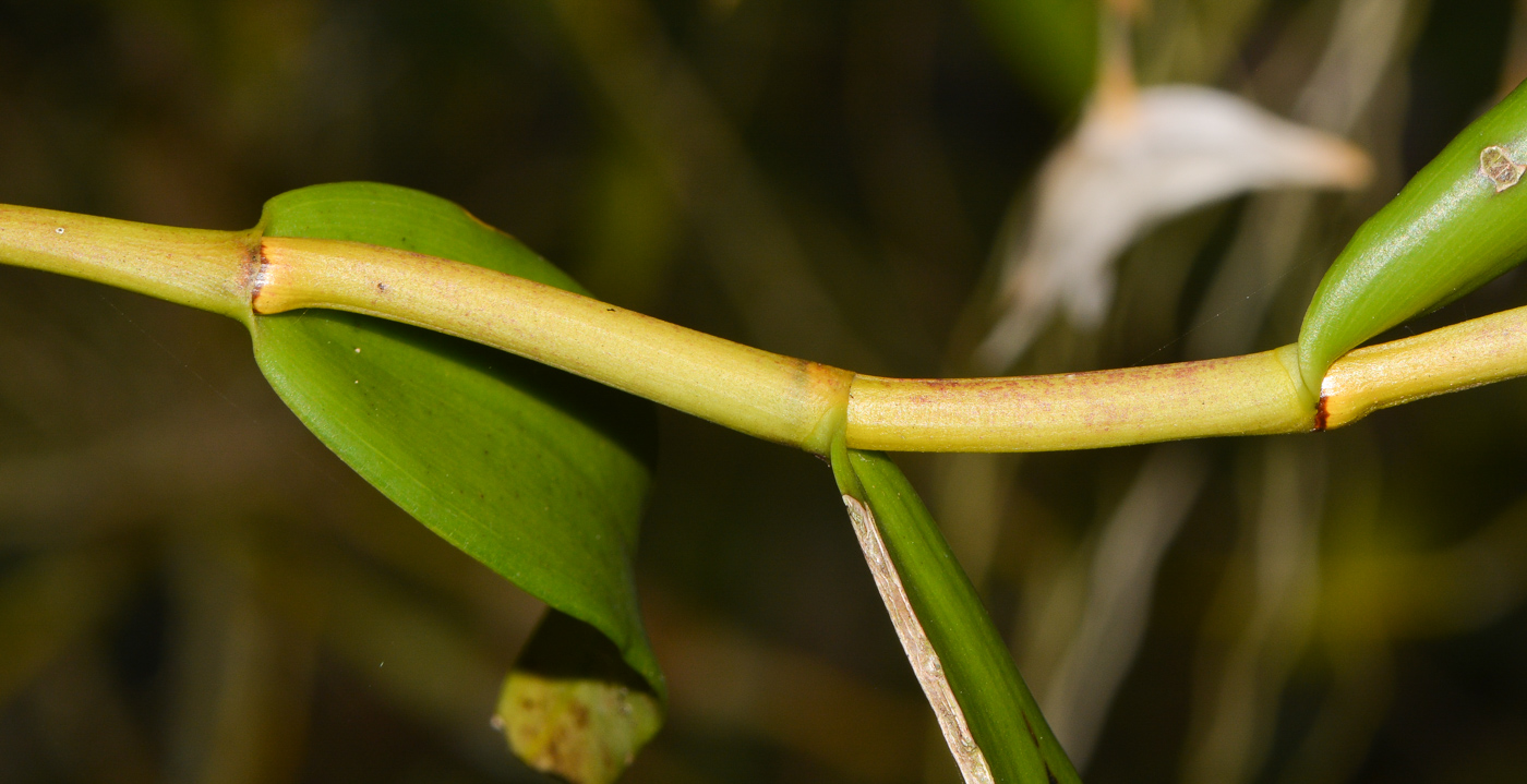 Изображение особи Dendrobium crumenatum.
