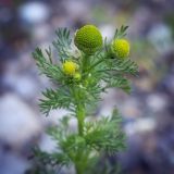 Matricaria discoidea. Верхушка цветущего растения. Пермский край, г. Пермь, Кировский р-н, щебнистая обочина асфальтовой дорожки. 21.07.2017.