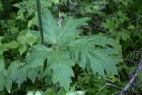 Heracleum lanatum