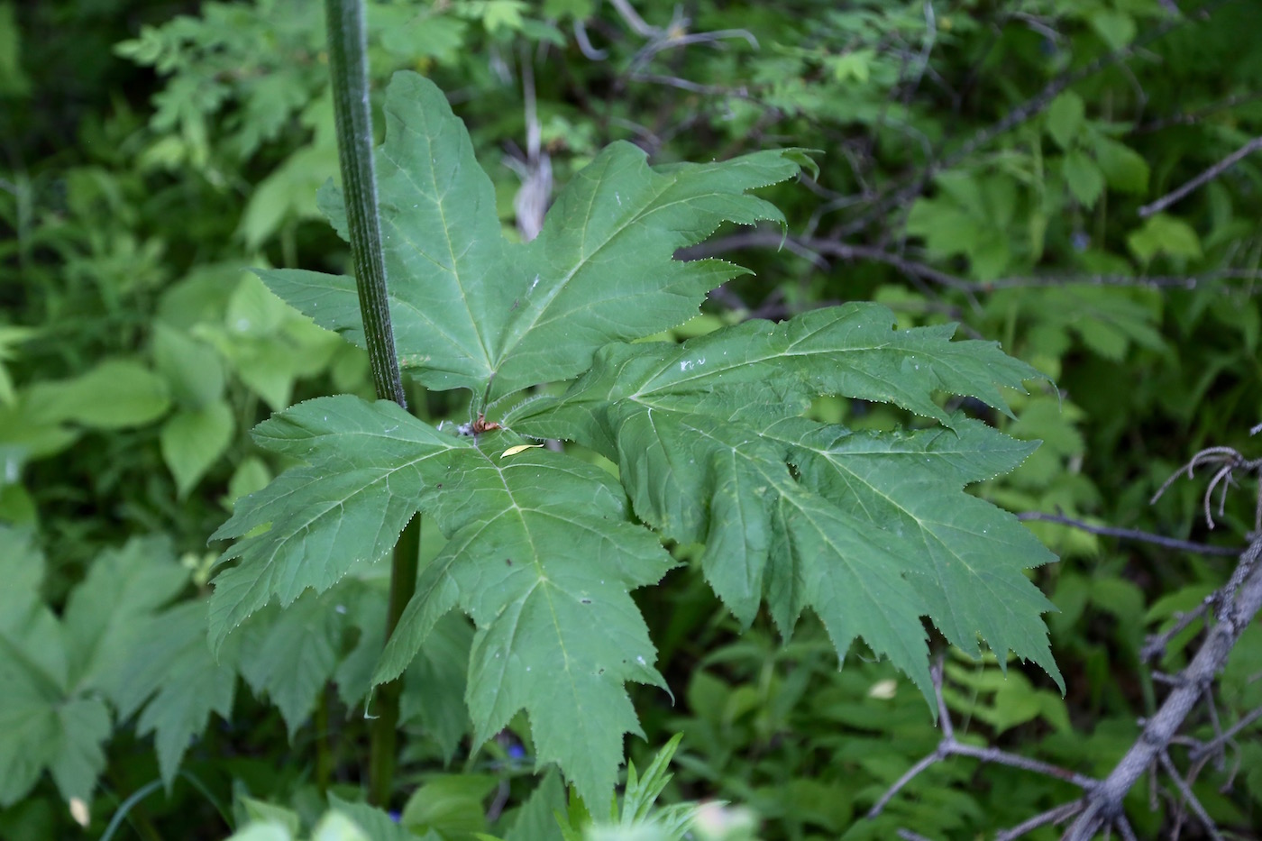 Изображение особи Heracleum lanatum.