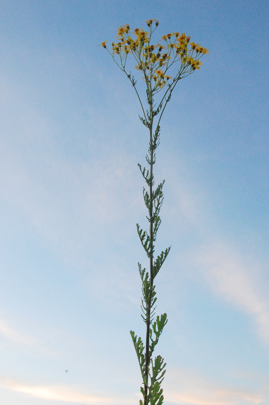 Изображение особи Senecio jacobaea.