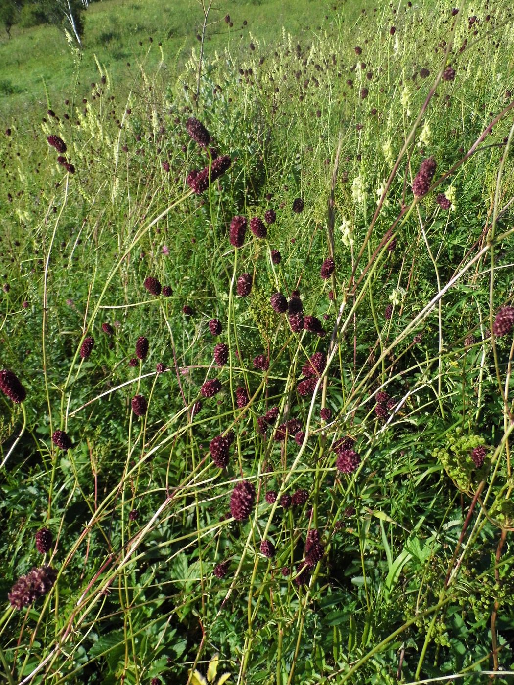 Image of Sanguisorba officinalis specimen.