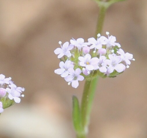 Изображение особи Valerianella pumila.