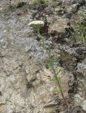 Achillea millefolium