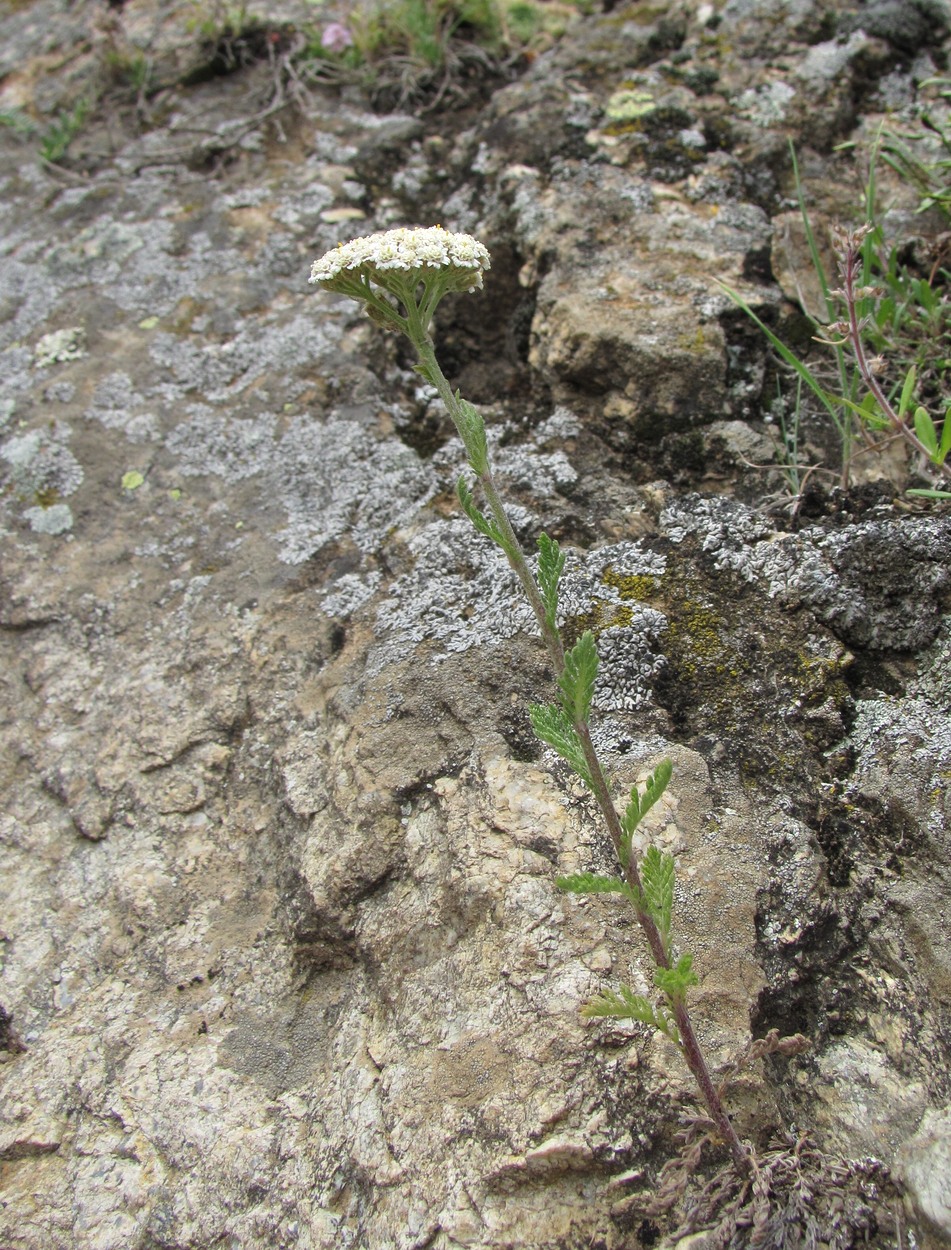 Изображение особи Achillea millefolium.