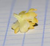 Image of taxon representative. Author is Татьяна Мальчинская