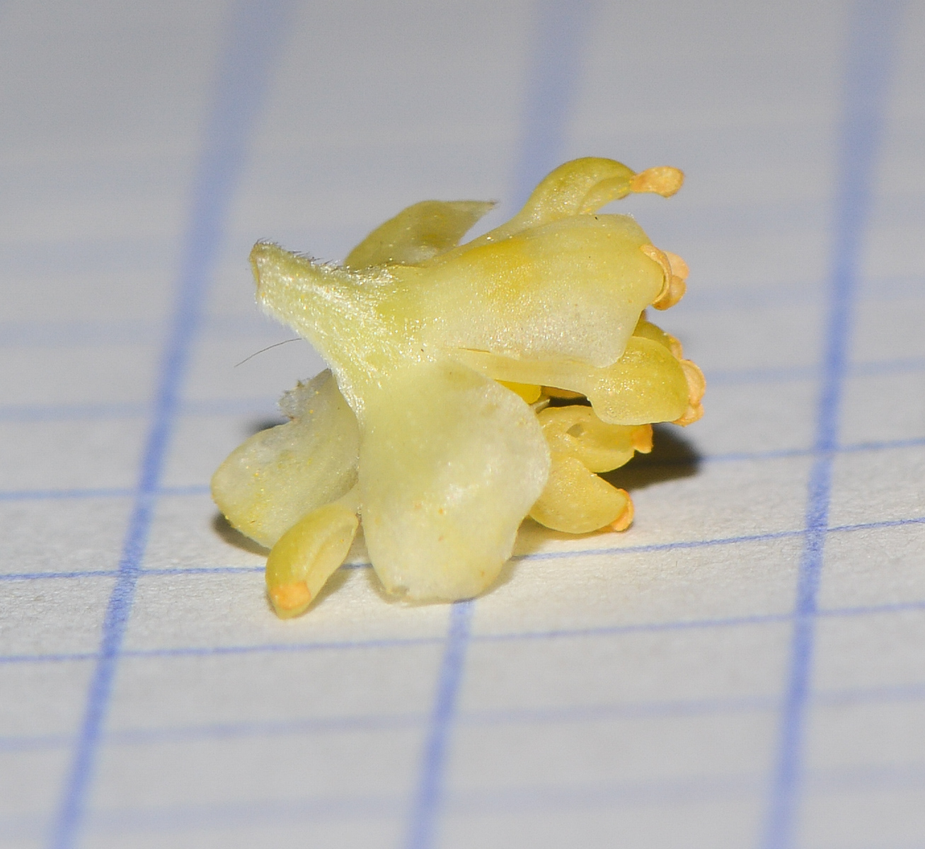 Image of Laurus novocanariensis specimen.