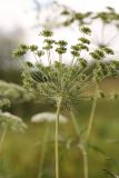 Ammi majus