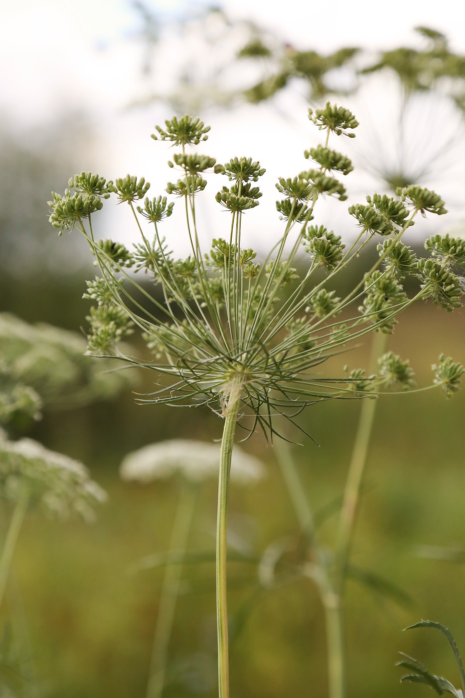 Изображение особи Ammi majus.