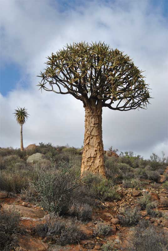 Image of Aloidendron dichotomum specimen.