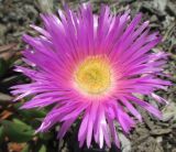 Carpobrotus glaucescens