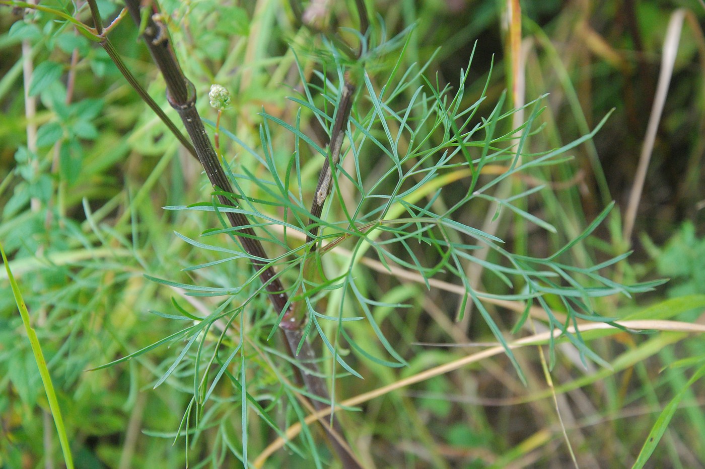 Image of Seseli annuum specimen.