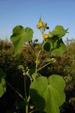 Abutilon theophrasti