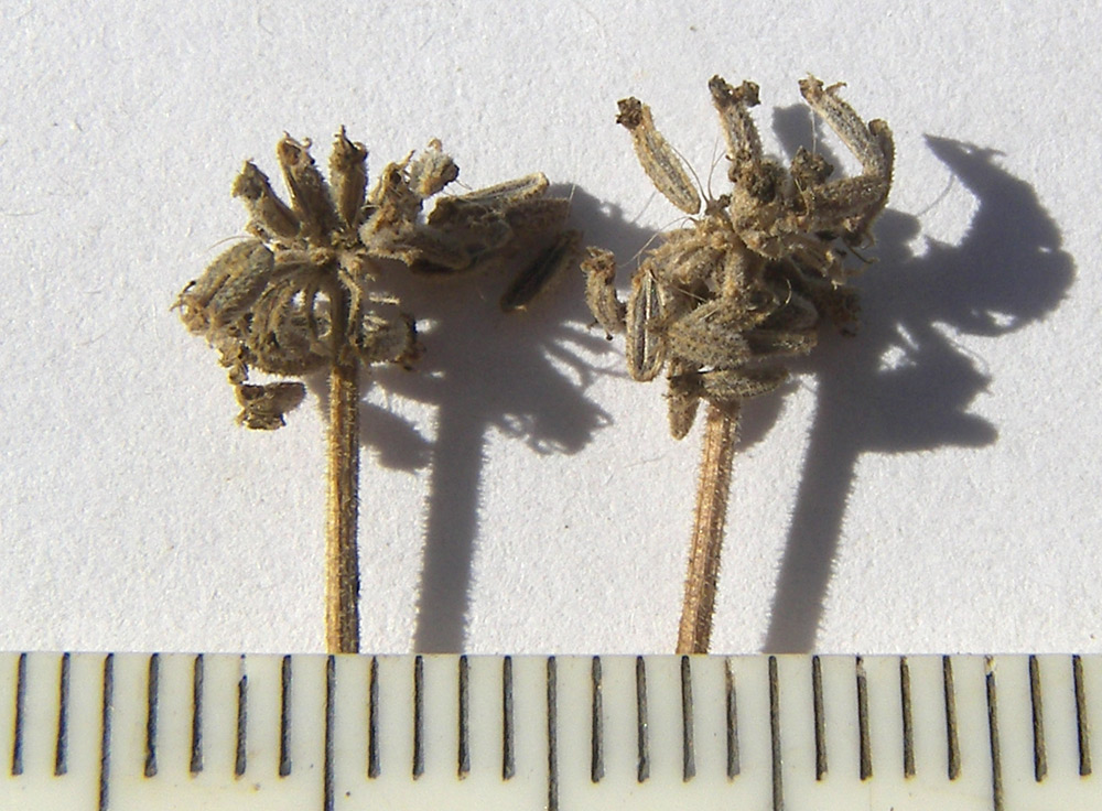 Image of Seseli petraeum specimen.