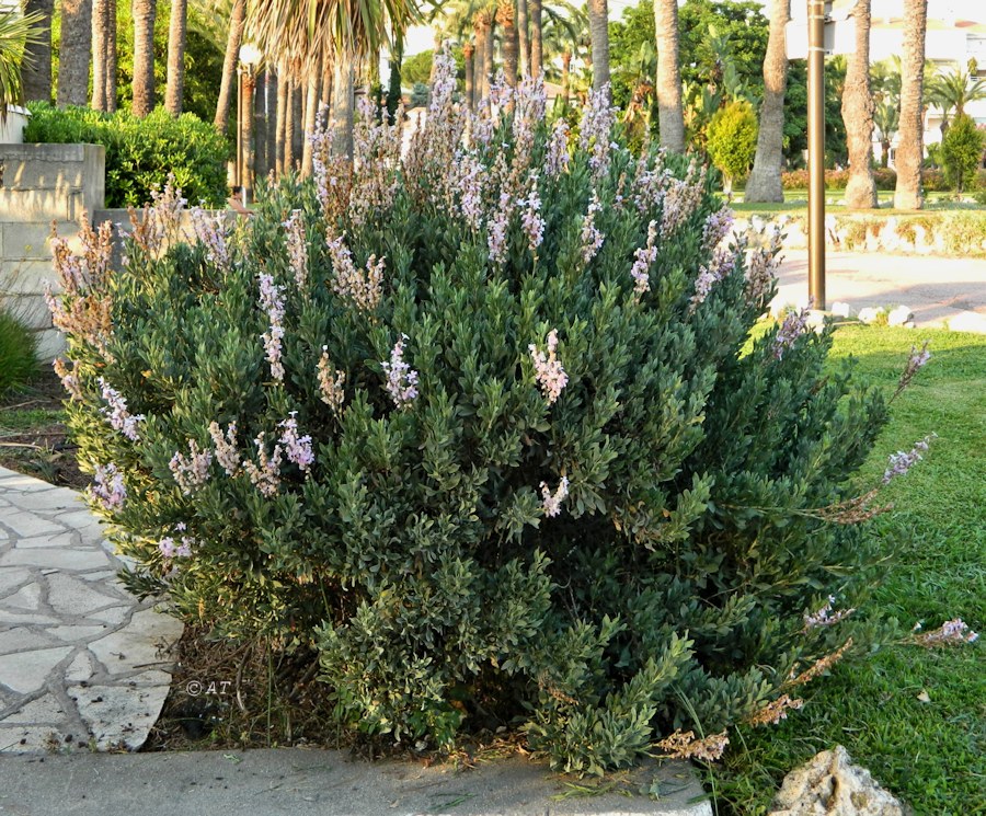 Image of Limoniastrum monopetalum specimen.