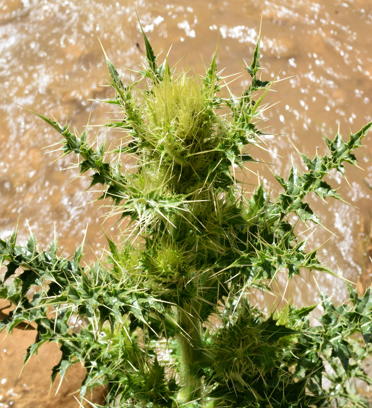 Image of genus Cirsium specimen.