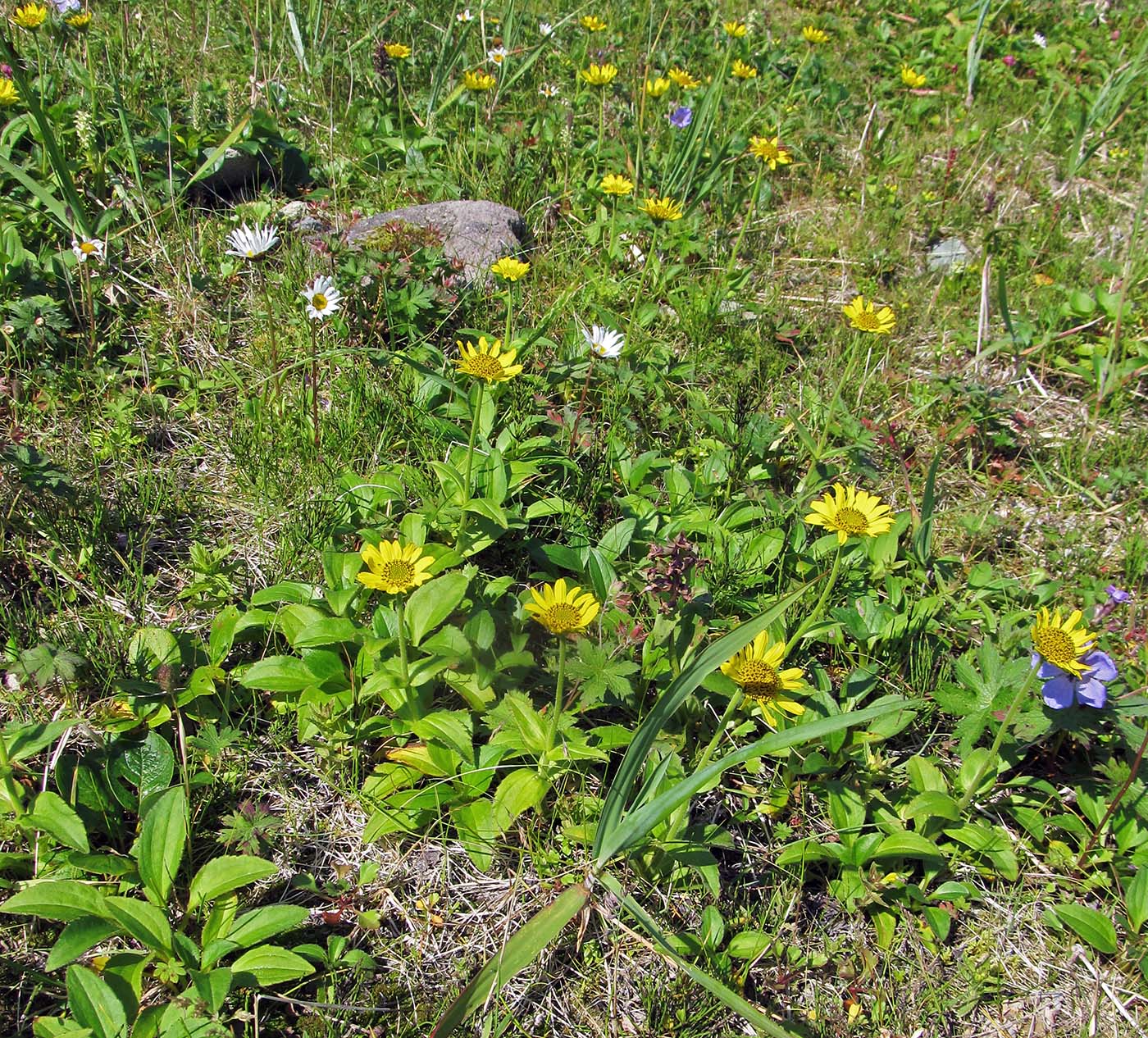 Изображение особи Arnica unalaschcensis.