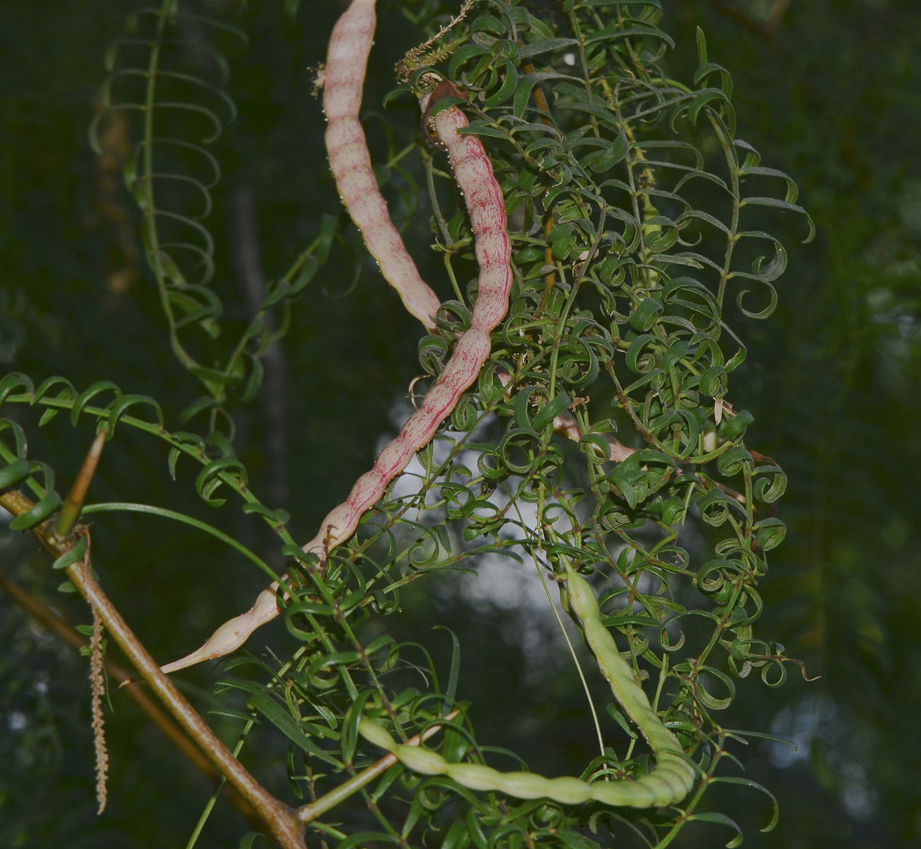 Изображение особи Prosopis juliflora.