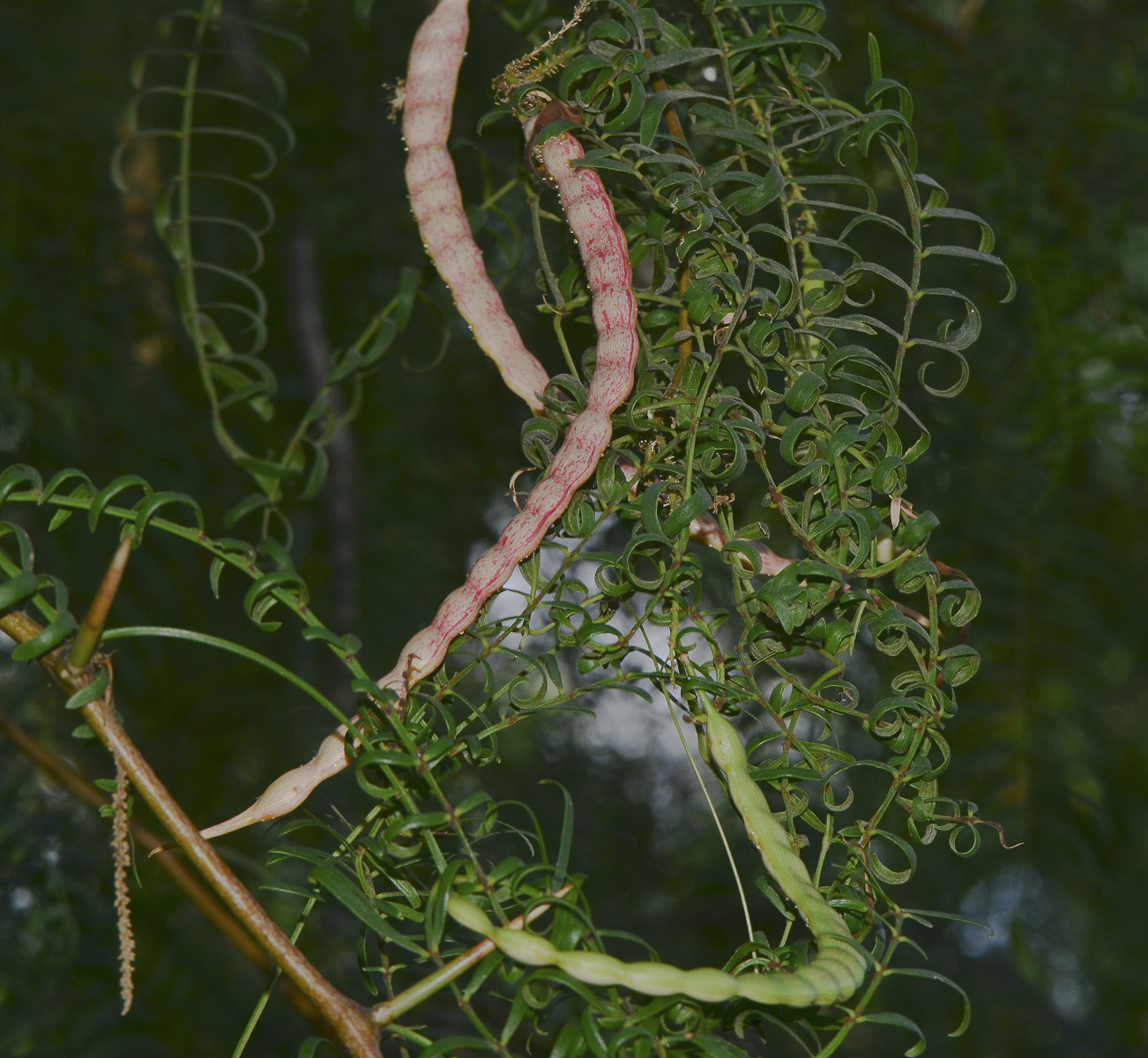 Image of Prosopis juliflora specimen.