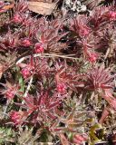 Saxifraga bronchialis