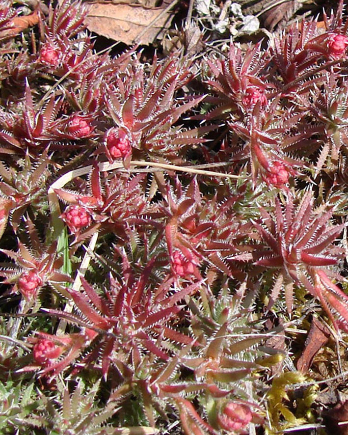 Image of Saxifraga bronchialis specimen.