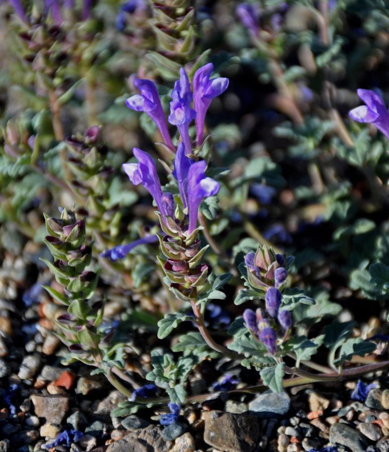 Изображение особи Scutellaria tuvensis.