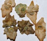 Atriplex tatarica