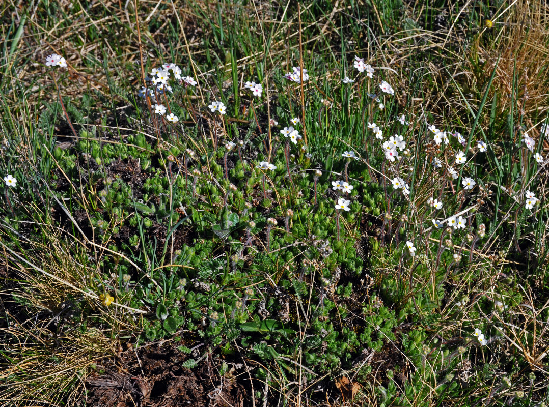 Image of Androsace lehmanniana specimen.