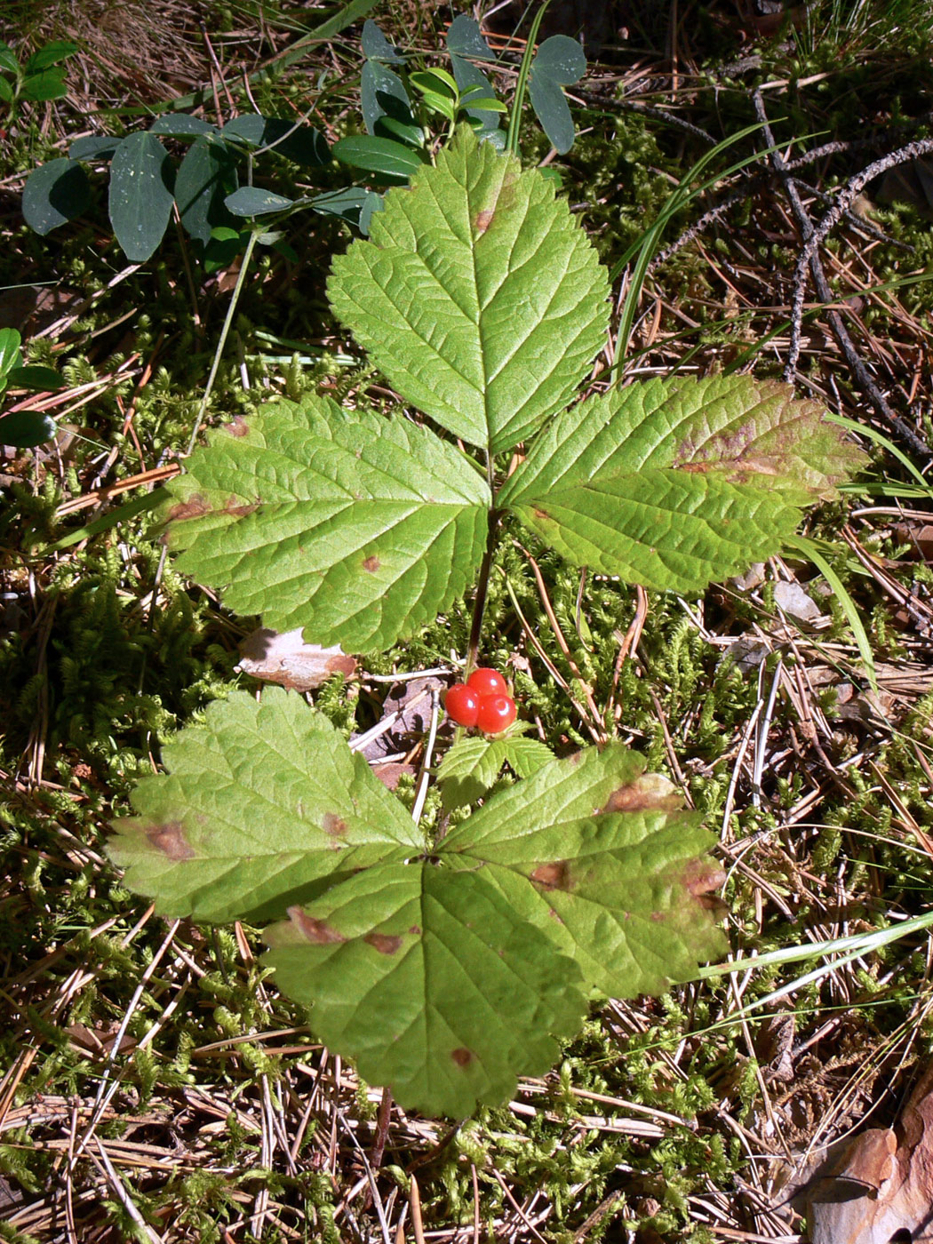 Image of Rubus saxatilis specimen.