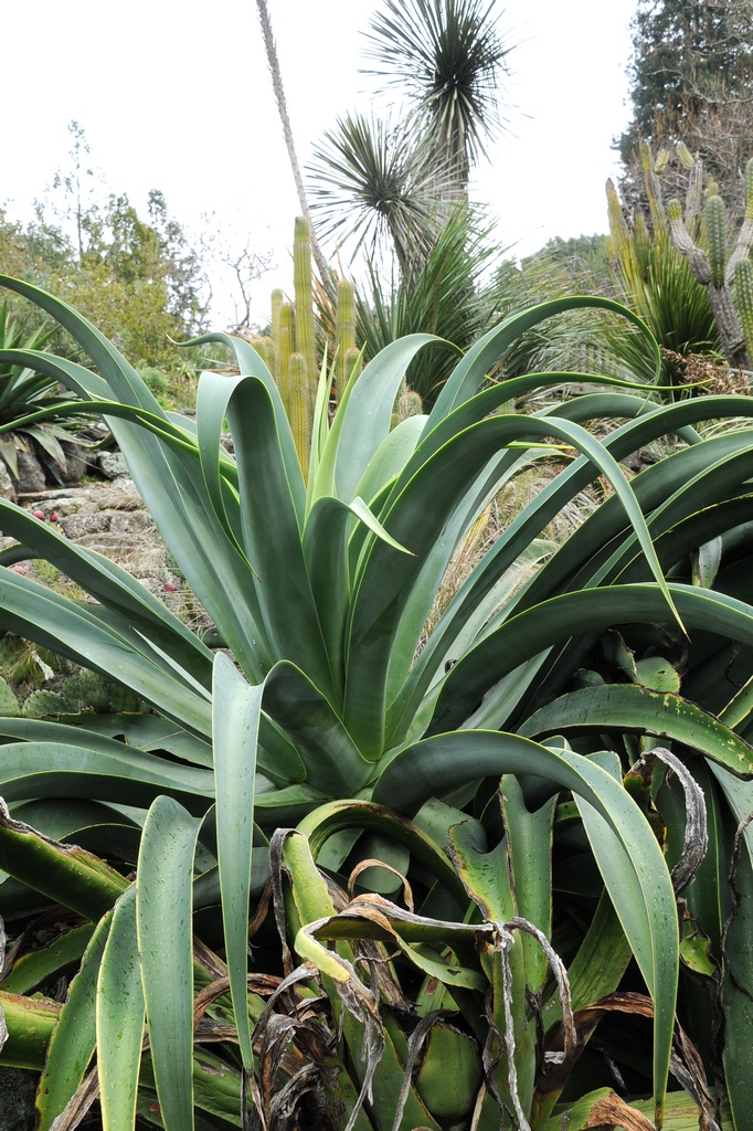 Изображение особи Agave vilmoriniana.