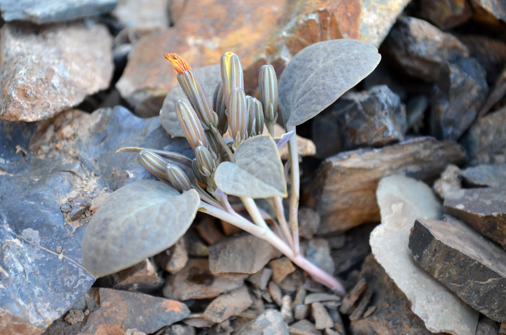 Image of Crepis sogdiana specimen.