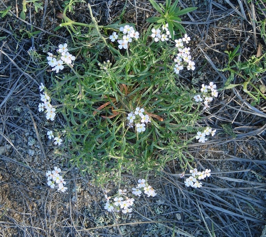 Image of Dontostemon integrifolius specimen.