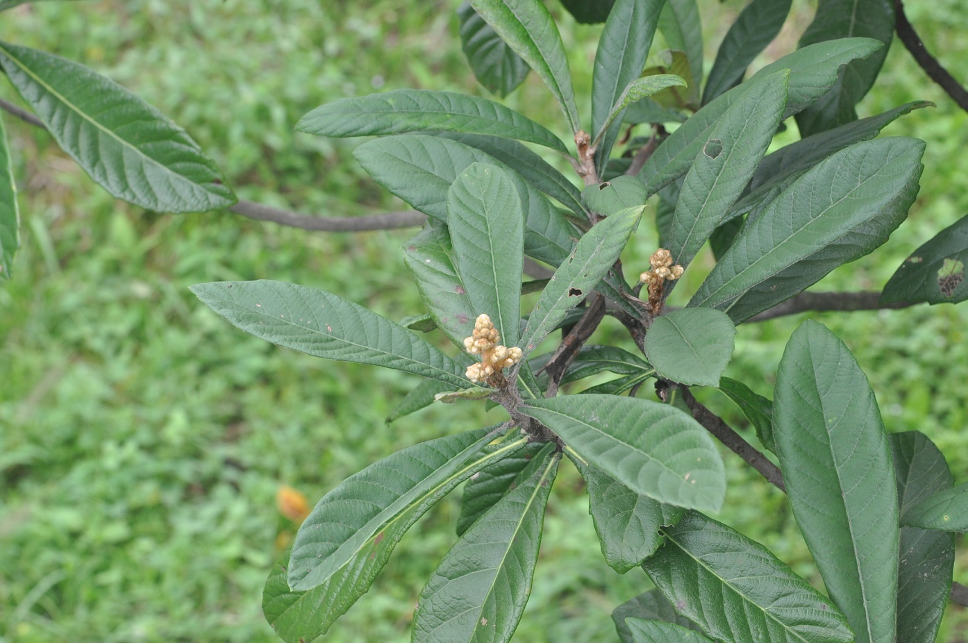 Изображение особи Eriobotrya japonica.