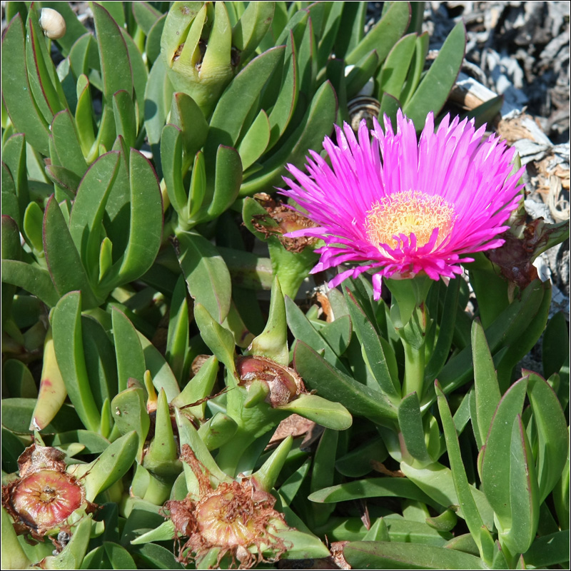 Изображение особи Carpobrotus acinaciformis.