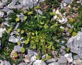 Chamaesciadium acaule