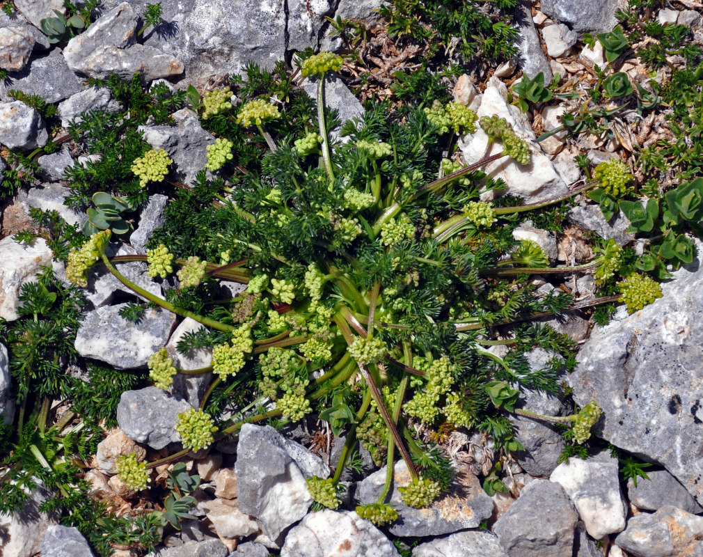 Image of Chamaesciadium acaule specimen.