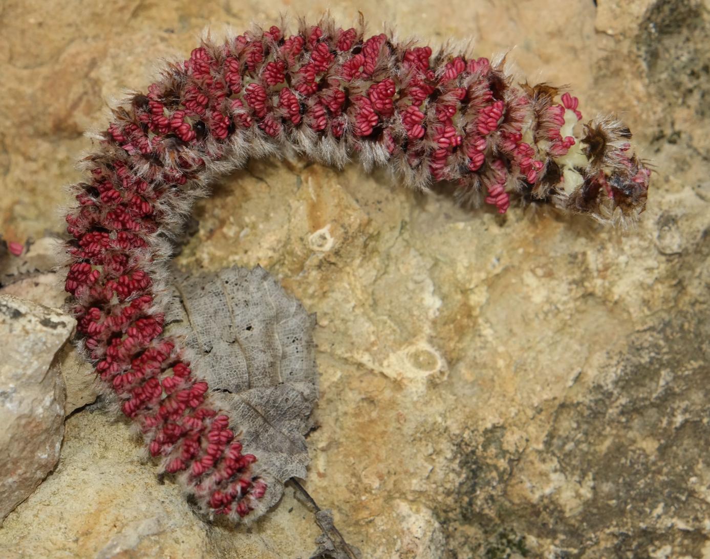 Image of Populus tremula specimen.