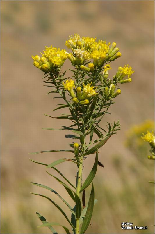 Image of Galatella biflora specimen.