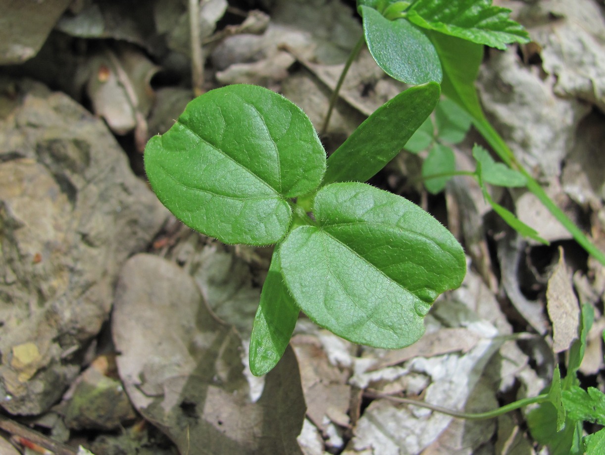 Image of genus Acer specimen.